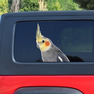 Cockatiel sticker, car sticker, Cockatiel car decal, Cockatiel window decal