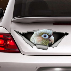 green-cheek cinnamon conure Car decal,  green-cheek cinnamon conure decal,  green-cheek cinnamon conure magnet
