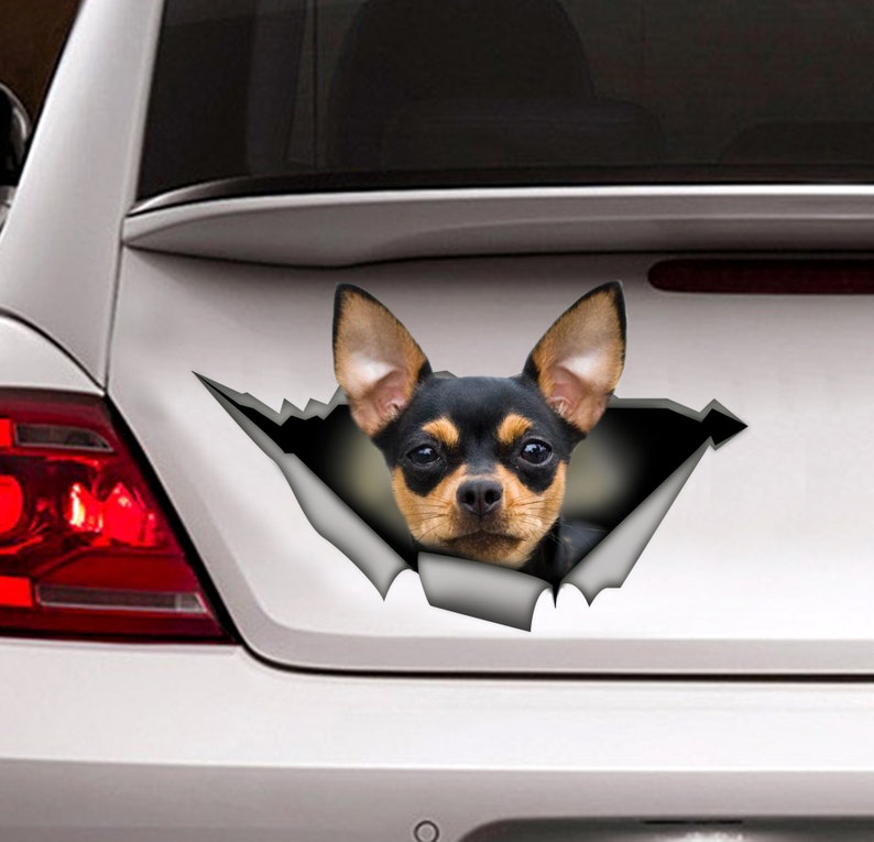 Op de afbeelding: Een zwarte en bruine Chihuahua-hond kijkt uit een gescheurd gat in een witte autobumper. De hond heeft bruine ogen en een zwarte neus.