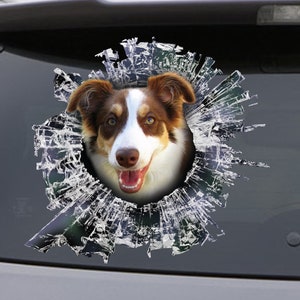Peut inclure: La tête d'un border collie brun et blanc sort d'une fenêtre fissurée, regardant directement le spectateur avec une expression joyeuse.