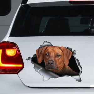 Puede incluir: La cabeza de un perro Rhodesian Ridgeback marrón asoma por un agujero rasgado en un coche blanco. El perro tiene una expresión seria y mira directamente a la cámara.