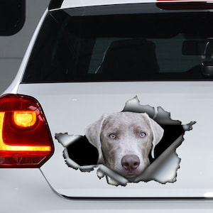 May include: A silver Labrador Retriever dog's head peeks out of a torn piece of paper on a white car. The dog has a serious expression and its eyes are open.
