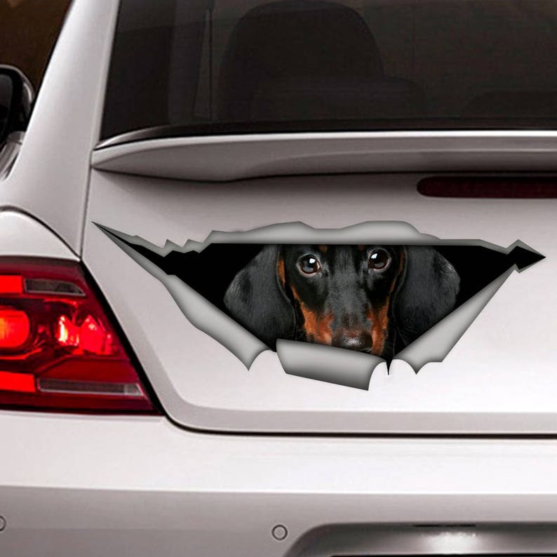 May include: A black and tan dachshund dog peeking out from behind a ripped piece of paper on a white car. The dog's eyes are looking directly at the camera.