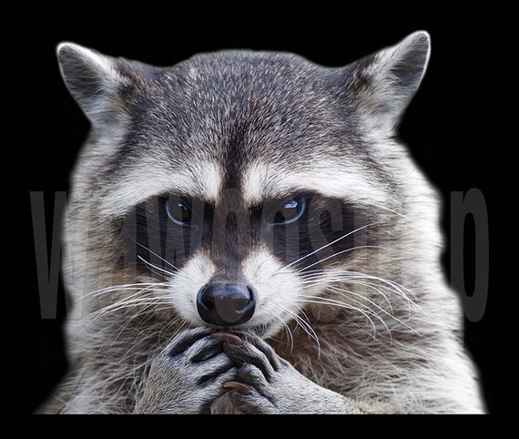 Raccoons Sticker by bigmaureen