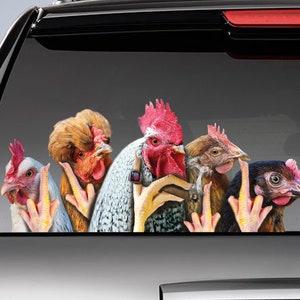 Funny chickens  window decal , chicken  car sticker,  funny rooster sticker