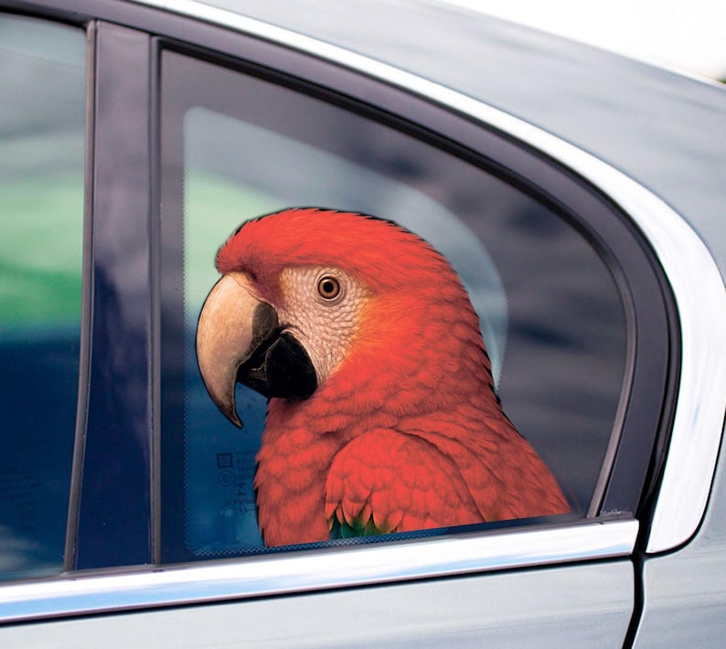 Macaw Car Sticker, Red Macaw Decal, Window Sticker - Etsy