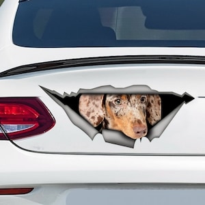 May include: A brown and white spotted dachshund dog peeks out of a ripped hole in a white car. The dog's head and ears are visible, and it is looking to the right.