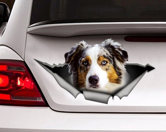 May include: A blue merle Australian Shepherd dog's head peeks out of a ripped car window decal. The dog has blue eyes and a white and brown coat.