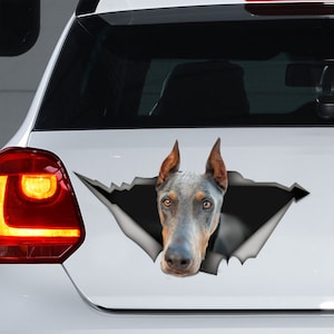 Puede incluir: La cabeza de un perro Doberman gris y marrón asoma por un agujero rasgado en la ventana trasera de un coche blanco. Los ojos del perro miran directamente a la cámara.