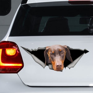 May include: A brown and black dog's head peeks out of a ripped car window decal. The decal is black with a white ripped edge.