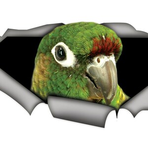 May include: A green and brown parrot with a red stripe on its head peeks out from a torn piece of paper. The parrot's eye is visible, and its beak is open.