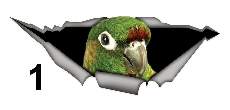 May include: A green and brown parrot with a red stripe on its head peeks out from a torn piece of paper. The parrot's eye is visible, and its beak is open.