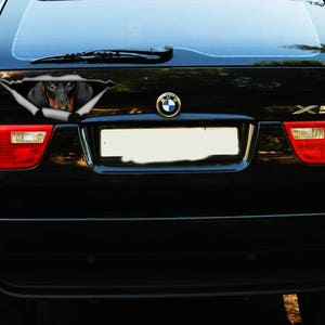 May include: A black car with a black and brown dachshund peeking out of a ripped hole in the rear window. The car has a BMW logo and the letters "X5" on the back.