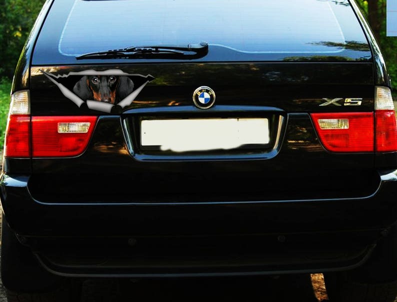 May include: A black car with a black and brown dachshund peeking out of a ripped hole in the rear window. The car has a BMW logo and the letters "X5" on the back.