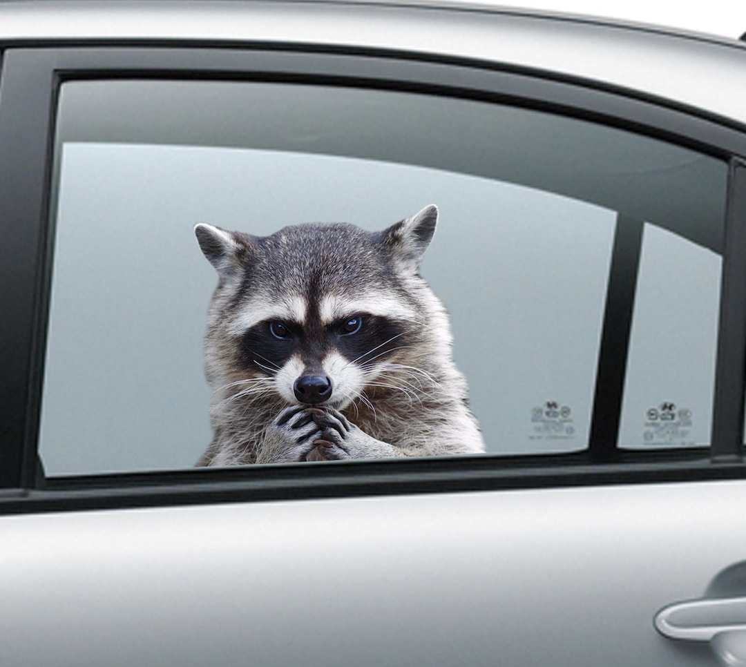 Angry Raccoon Window Sticker , 3D Sticker, Funny Sticker, Raccon ...