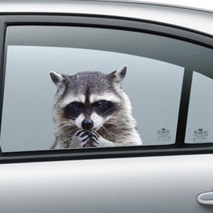 Angry Raccoon window sticker , 3D sticker,  funny sticker, raccon sticker