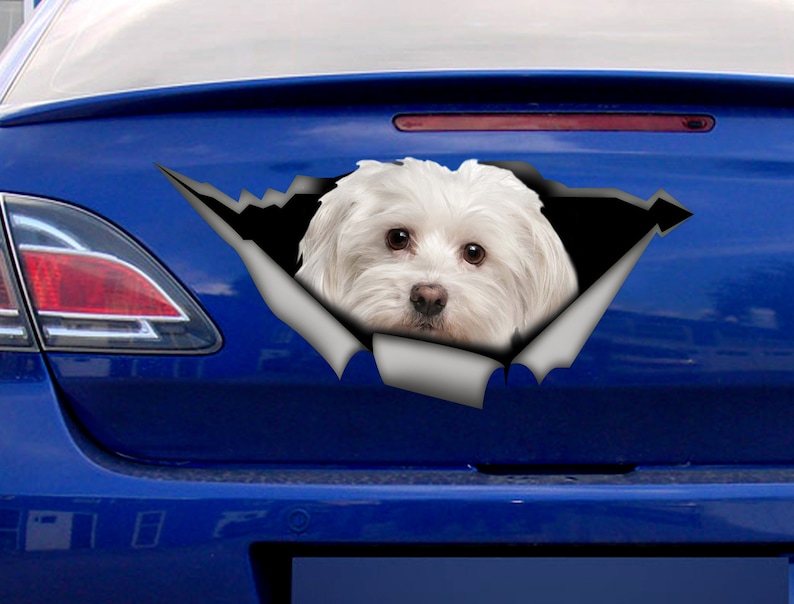 Maltese Car Decal Maltese Vinyl Decal Maltese Etsy