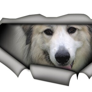 May include: A white and gray Great Pyrenees dog peeks out from a torn piece of paper. The dog has brown eyes and a pink tongue.
