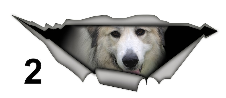 May include: A white and gray Great Pyrenees dog peeks out from a torn piece of paper. The dog has brown eyes and a pink tongue.