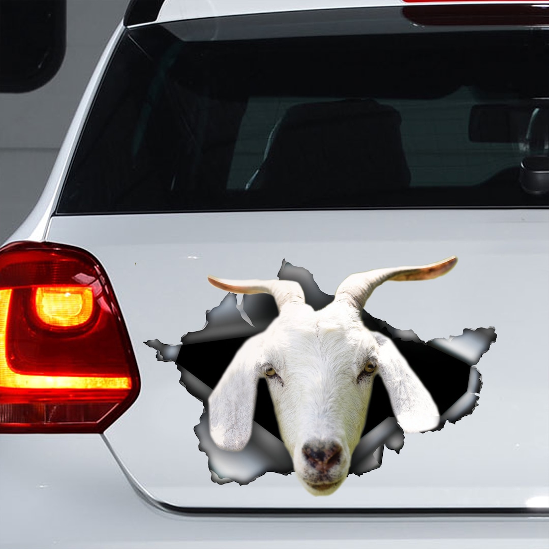 Kiko Goat Car Decal, Kiko Goat Magnet, Kiko Goat Car Sticker, Goat ...
