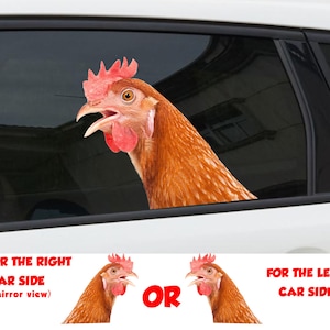 Red chicken  window sticker, car sticker,  red chicken car decal, funny sticker