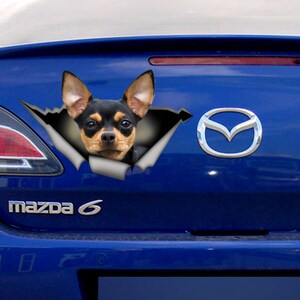 Op de afbeelding: Een zwarte en bruine Chihuahua-hond kijkt uit een gescheurd gat in de achterruit van een blauwe auto. De auto heeft een Mazda-logo en de tekst "mazda 6" op de achterkant.