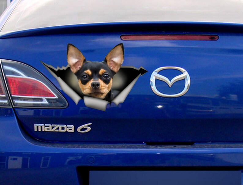 Op de afbeelding: Een zwarte en bruine Chihuahua-hond kijkt uit een gescheurd gat in de achterruit van een blauwe auto. De auto heeft een Mazda-logo en de tekst "mazda 6" op de achterkant.