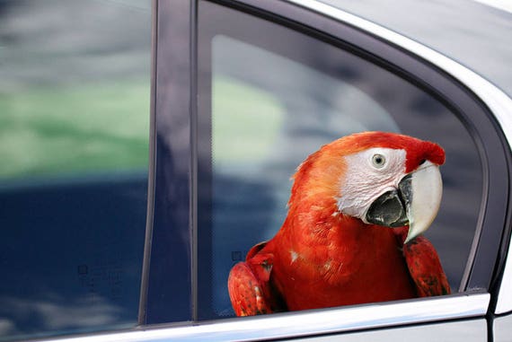 parrot for car
