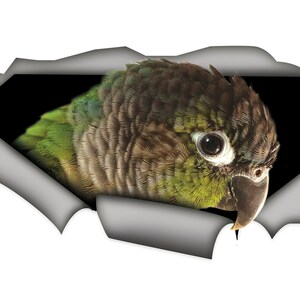 May include: A green and brown parrot with a white eye peeks out from a torn piece of paper. The number "2" is visible in the lower left corner of the image.