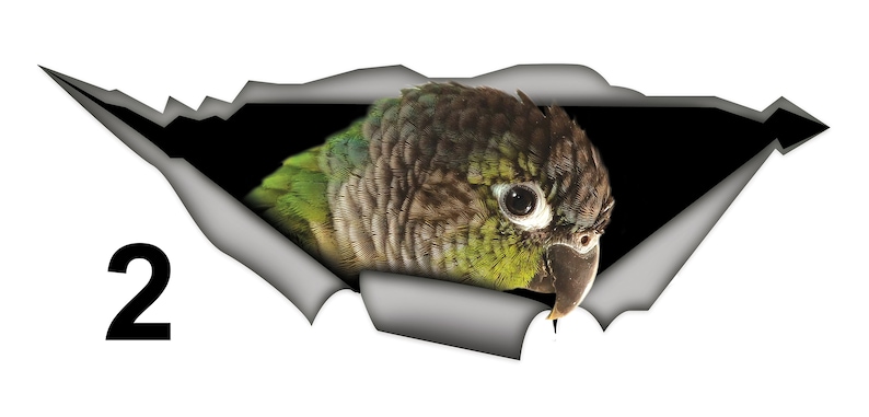 May include: A green and brown parrot with a white eye peeks out from a torn piece of paper. The number "2" is visible in the lower left corner of the image.