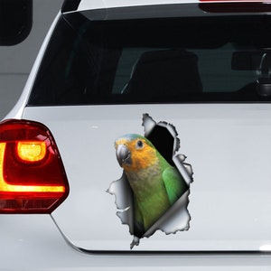 Décalcomanie Conure à gorge brune St. Thomas, aimant St. Thomas Conure, autocollant Conure à gorge brune, autocollant de voiture