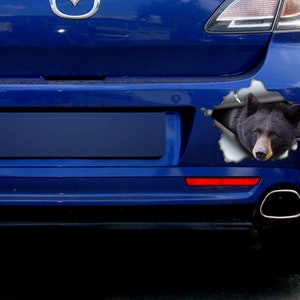 May include: A black bear's head peeks out of a torn hole in a blue car's bumper. The bear's fur is black and its eyes are dark. The car is a dark blue color and has a license plate.