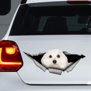 Autocollant coton de tuléar, autocollant de voiture Coton de Tuléar, aimant coton de tuléar, autocollant de voiture de chien