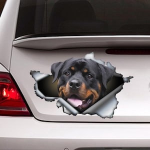 Puede incluir: La cabeza de un perro Rottweiler negro y marrón asoma por un agujero rasgado en un coche blanco. El perro tiene la nariz y la lengua negras, y sus ojos miran directamente a la cámara.