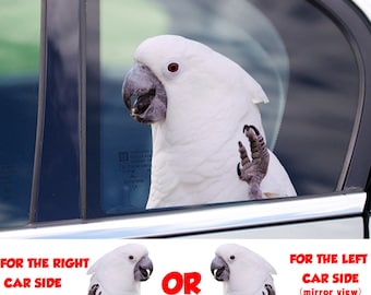 NAKLEJKA, Naklejka na okno Umbrella Cockatoo, naklejka na samochód, Naklejka na samochód Umbrella Cockatoo, zabawna naklejka