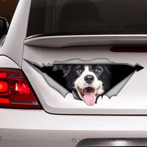 May include: A black and white border collie dog's face peeking out of a ripped hole in a white car's back window. The dog has a playful expression with its tongue sticking out.