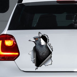 Australian Magpie car decal, Australian Magpie car magnet,  Australian Magpie sticker