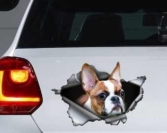 Fawn Boston Terrier car decal, Fawn Boston Terrier magnet, Fawn Boston Terrier sticker