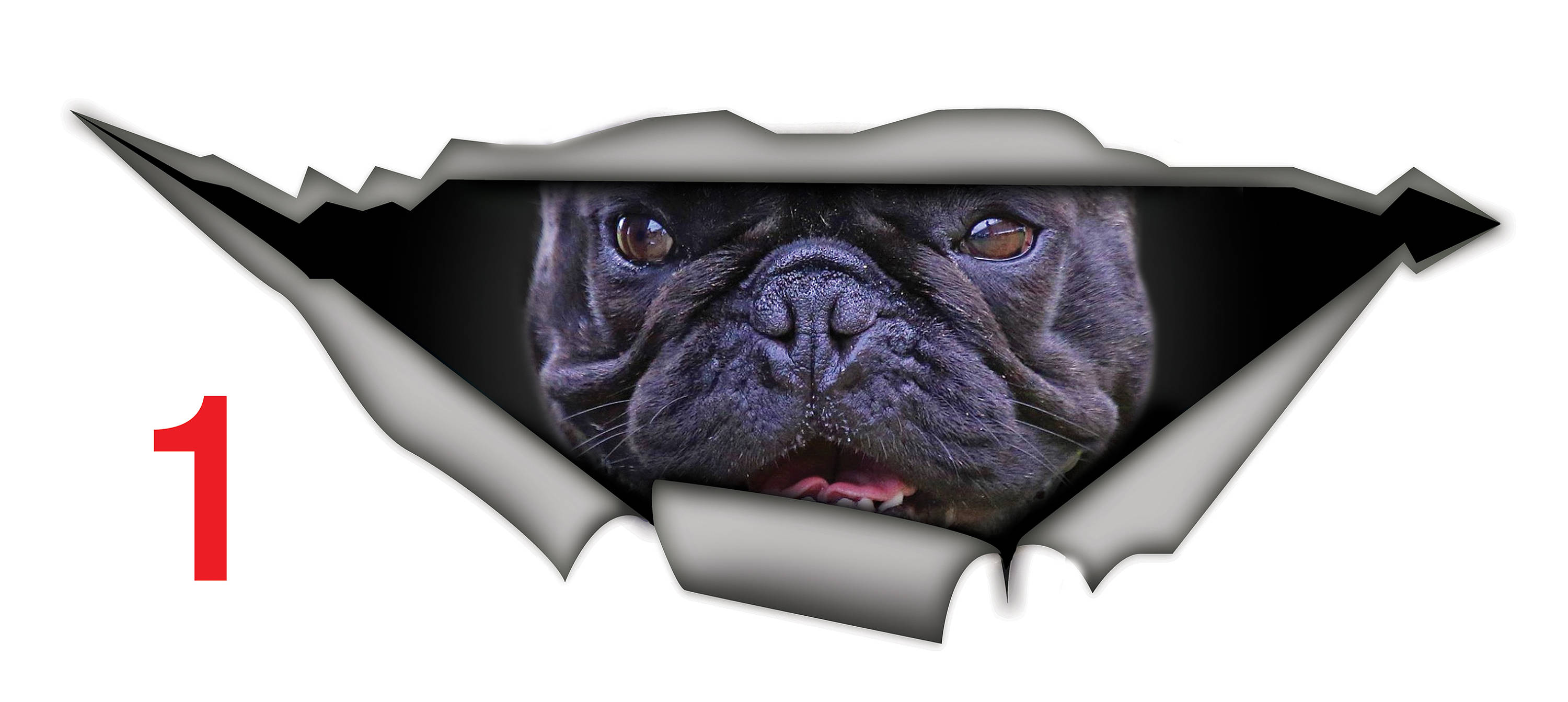 Frenchie stickers :D : sticker