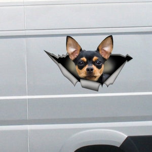 Op de afbeelding: Een zwarte en bruine chihuahua-hond kijkt uit een gescheurd gat in een witte bestelwagen. De hond heeft zwart haar met bruine markeringen rond de ogen en oren.