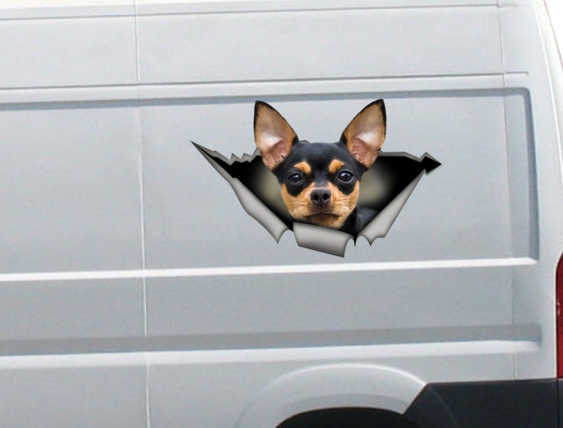 Op de afbeelding: Een zwarte en bruine chihuahua-hond kijkt uit een gescheurd gat in een witte bestelwagen. De hond heeft zwart haar met bruine markeringen rond de ogen en oren.