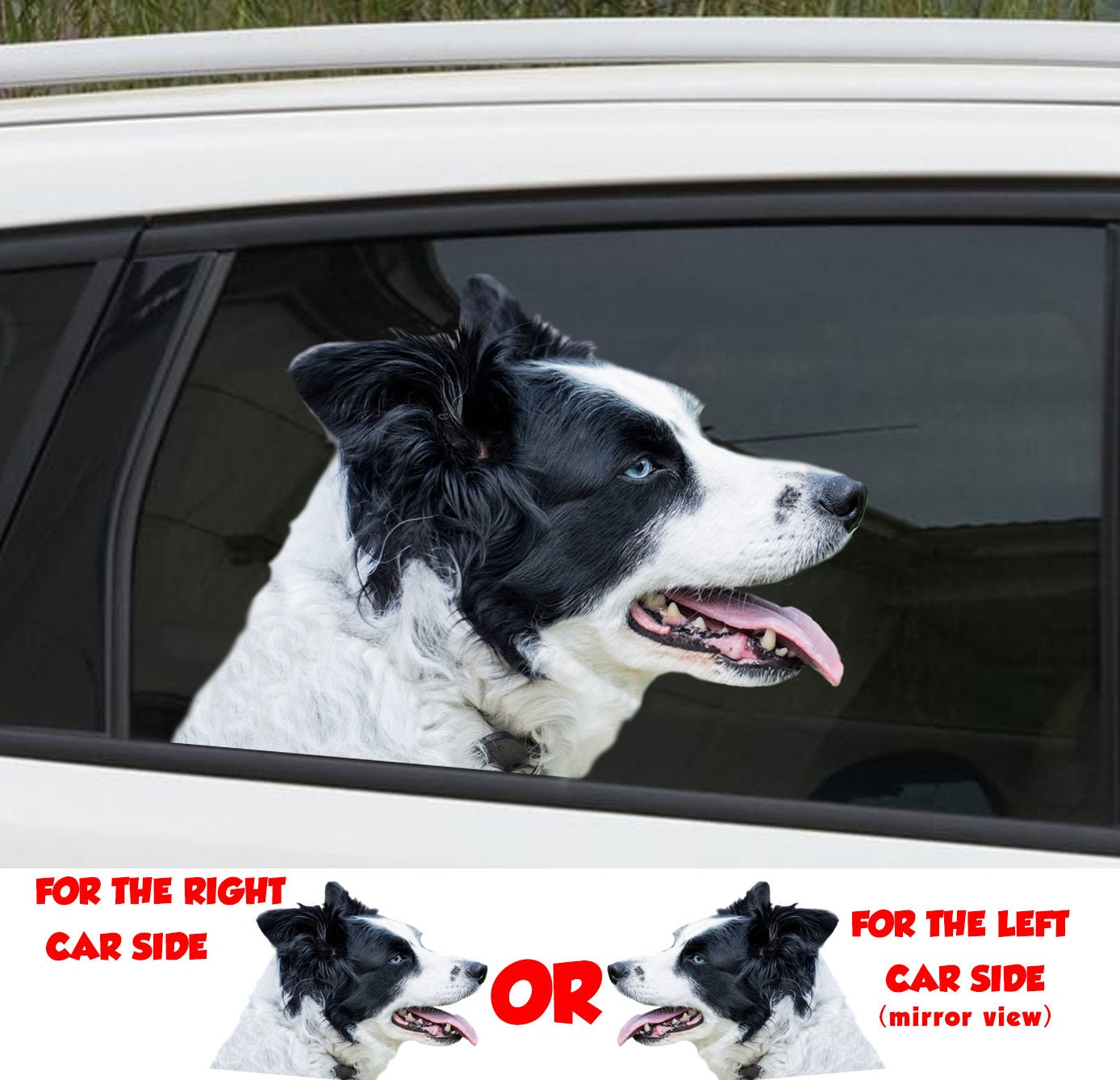 border collie car decal