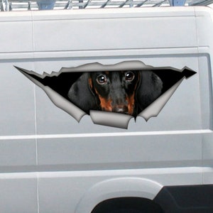 May include: A black and tan dachshund dog peering out of a ripped hole in a white van. The dog's head and shoulders are visible, with its ears perked up and its eyes looking directly at the viewer.
