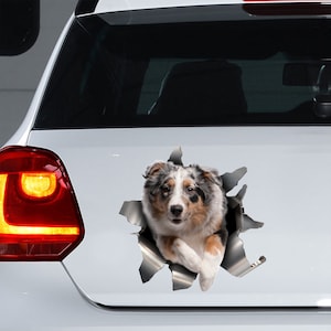Peut inclure: Un chien australien berger bleu merle regarde à travers un trou déchiré dans une voiture blanche. Le chien a une poitrine et des pattes blanches, et des marques brunes autour des yeux.