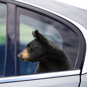 Bear car window sticker , 3D sticker,  funny sticker, black bear decal