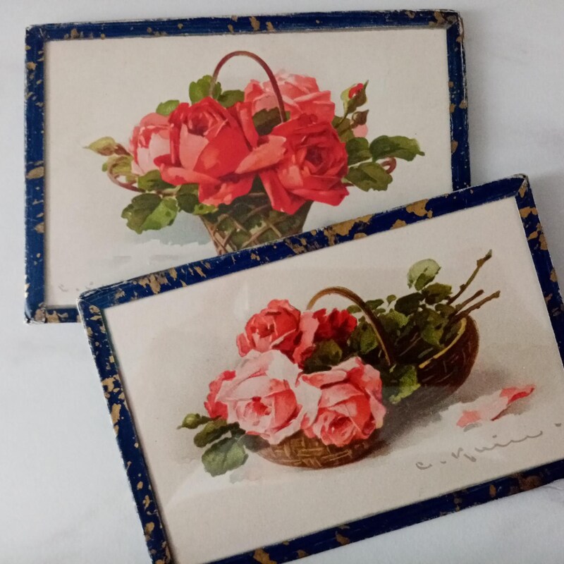 Cabbage Roses - Etsy