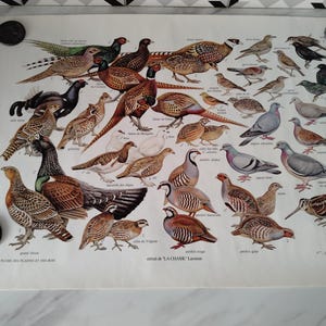 Manifesto Larousse LA CHASSE raffigurante uccelli da caccia, in francese con illustrazioni a colori
