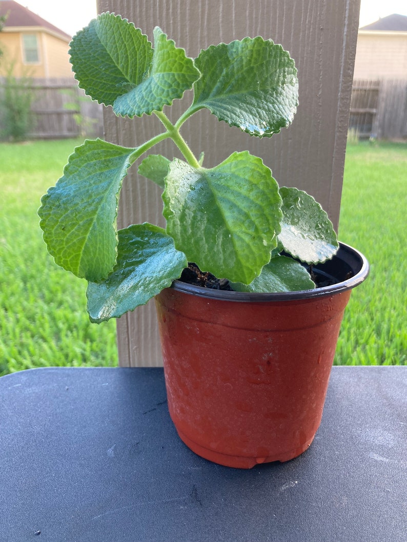 Cuban Oregano Rooted. Live Organic Plant. Jamaican Thyme Etsy