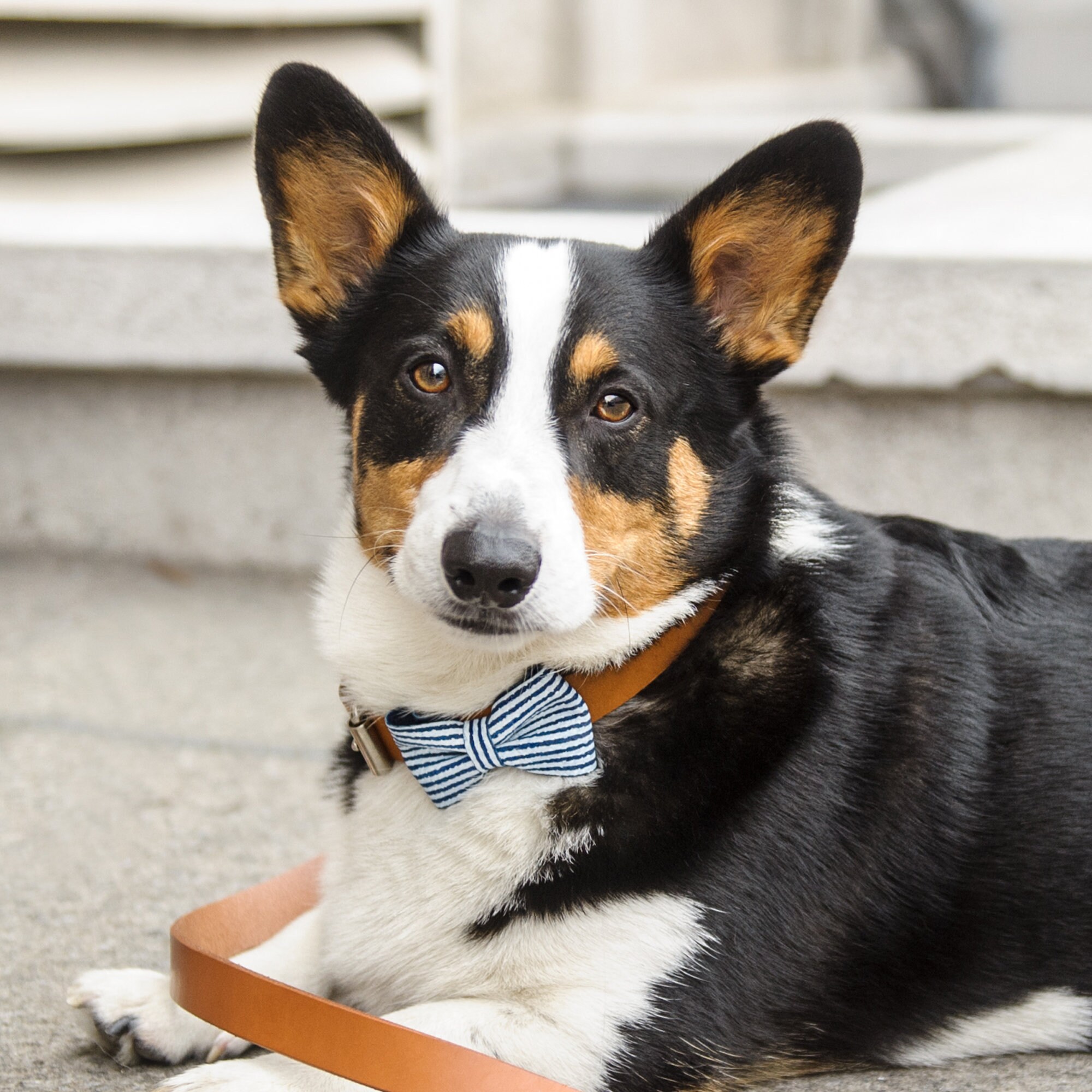 Blue & White Stripes Bow Tie - Blue Puppy Leather Ties Pet Gift Accessories