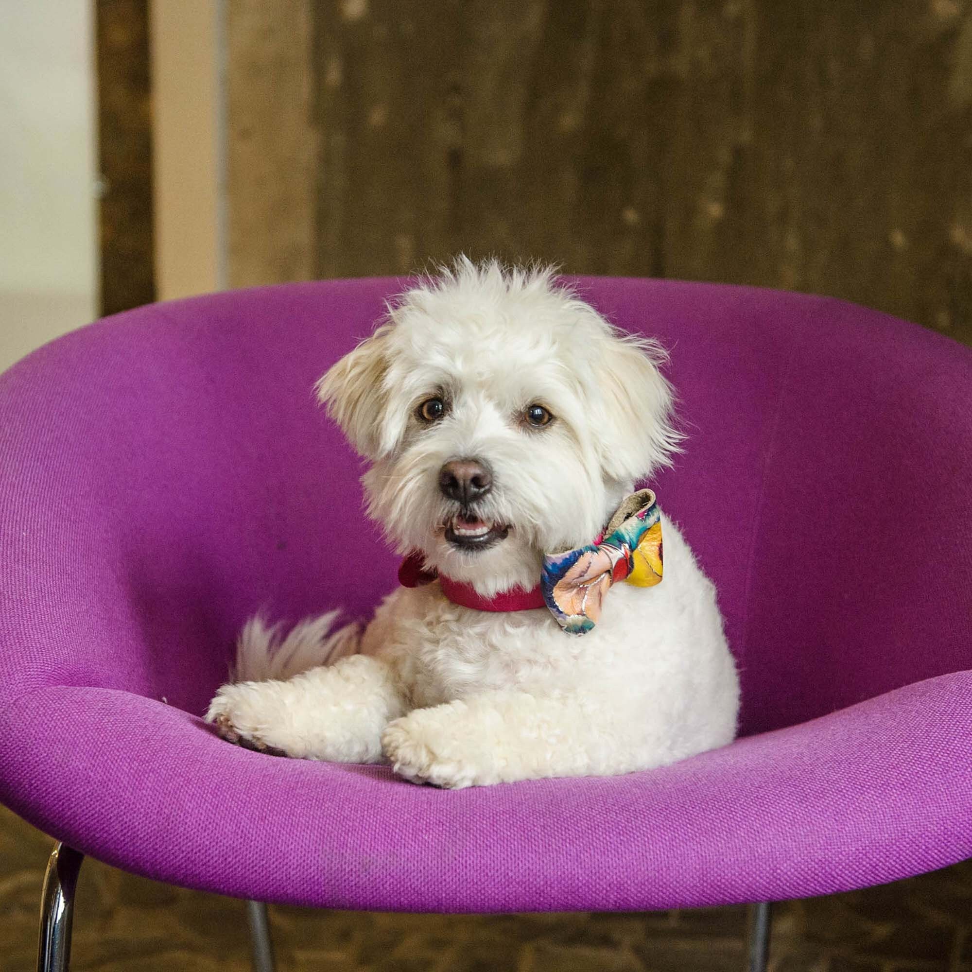 Dog Bow Tie - P.blooms | Fashionable Collar Accessories Leather Dog Tie Bowtie For Premium Pup Neckw